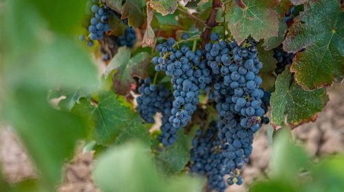 FAMILIA_TORRES-Gonfaus