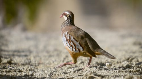 FAMILIA TORRES_Pajaro en viñedo