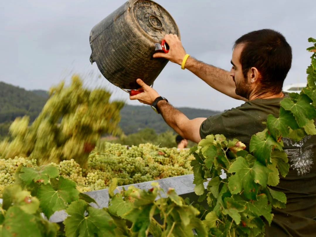 Celler La Fita-Martí