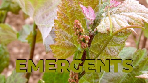 cellers emergents catalans