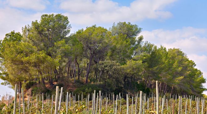 VINYA TURÓ D'EN MOTA  Recaredo