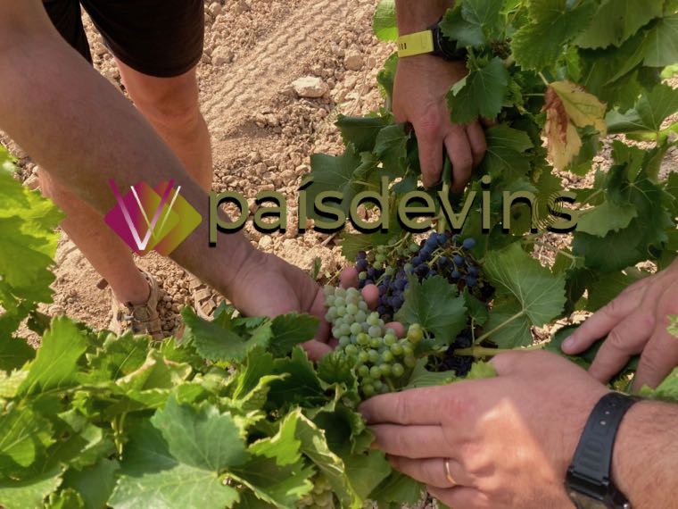 La-Bruixa-dels-Mudefes-Garnatxa