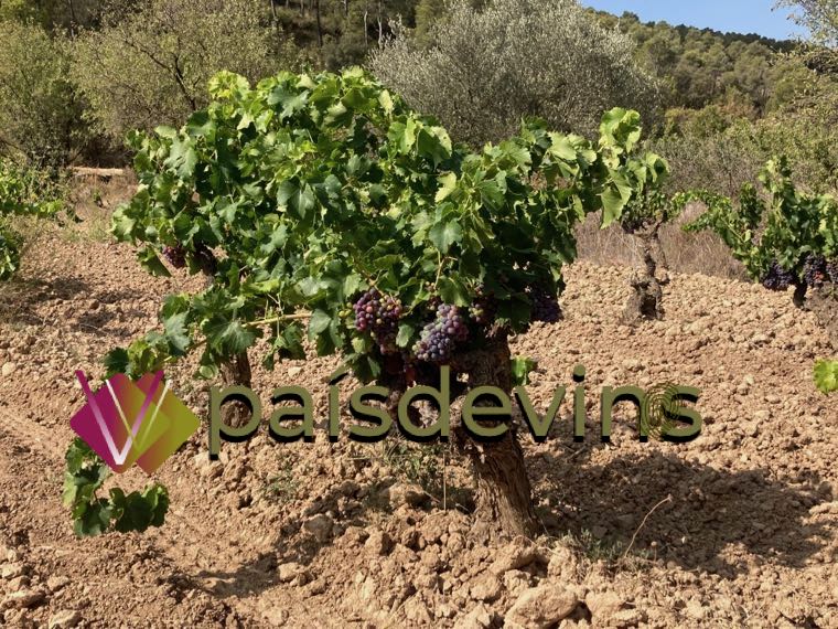 La-Bruixa-dels-Mudefes-Garnatxa