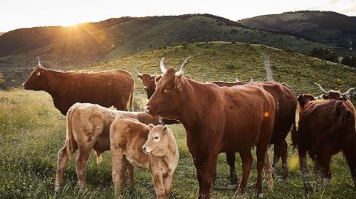 CAL TOMÀS CARNISSERS