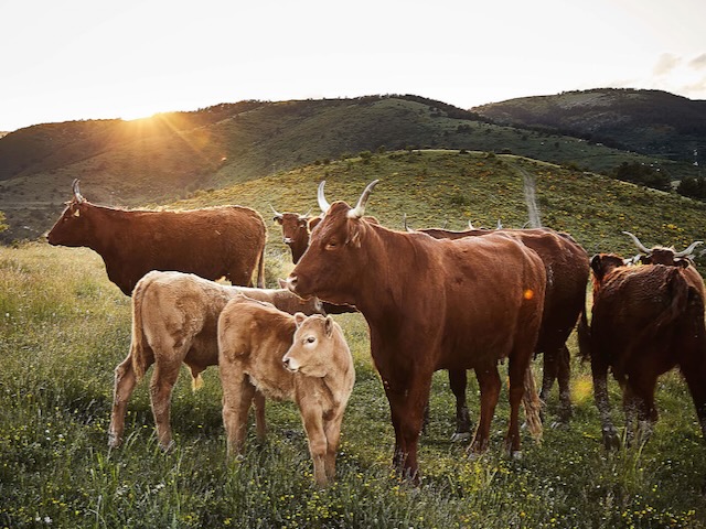 CAL TOMÀS CARNISSERS