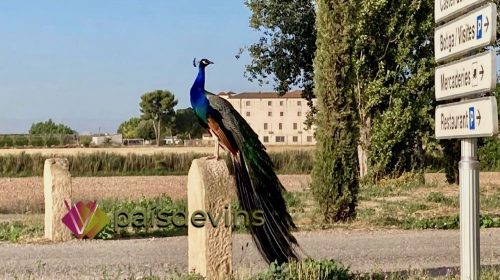 Castell del Remei-Enoturisme-Costers-del-Segre