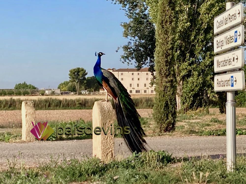 Castell del Remei-Enoturisme-Costers-del-Segre