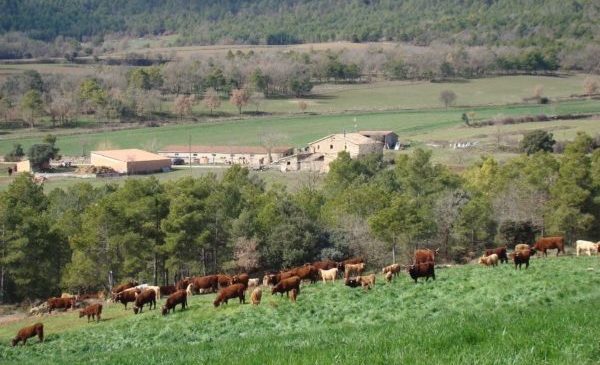 Vedella-ecològica-Monegal