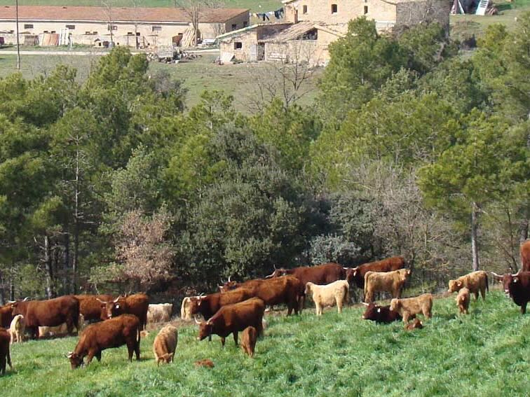 Can Monegal Olius Solsonès carn ecològica