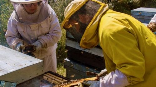 Mel-de-l-avi-joan-Olvan-bergueda-mel-artesana