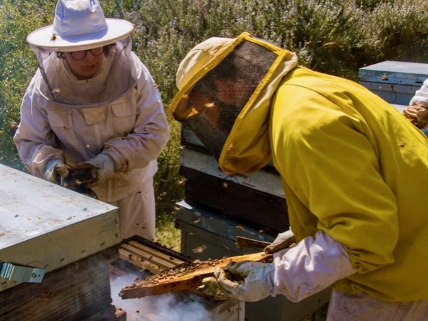 Mel-de-l-avi-joan-Olvan-bergueda-mel-artesana