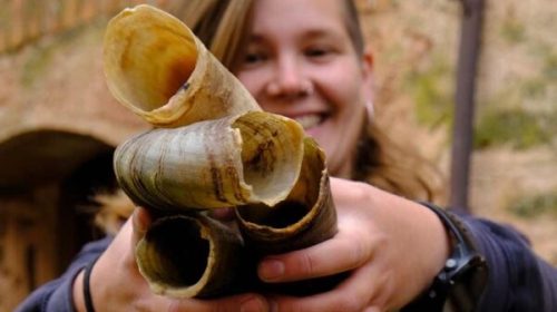 Vins Desantesos Ari Servelló