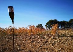 Celler Sanromà a l’Alt Camp