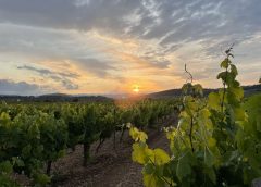 Can lleó de vilanoveta vinyes