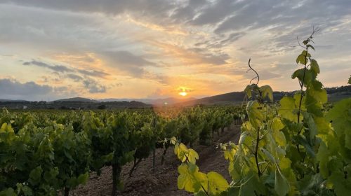 Can lleó de vilanoveta vinyes