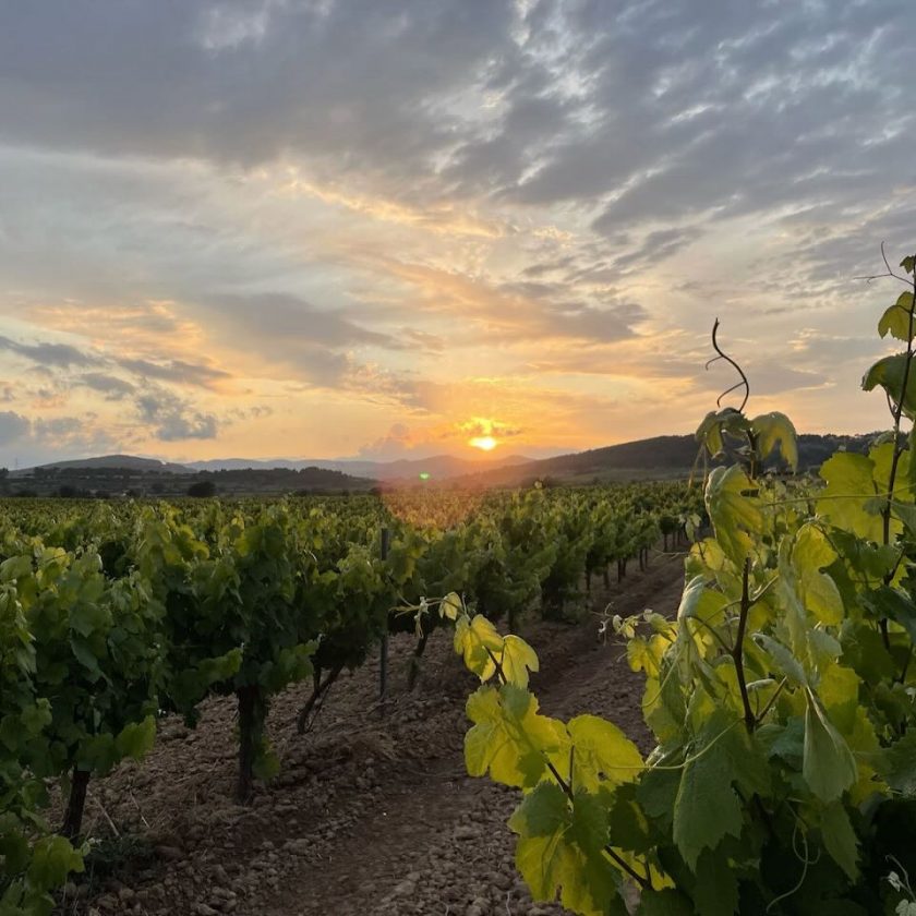 Can lleó de vilanoveta vinyes