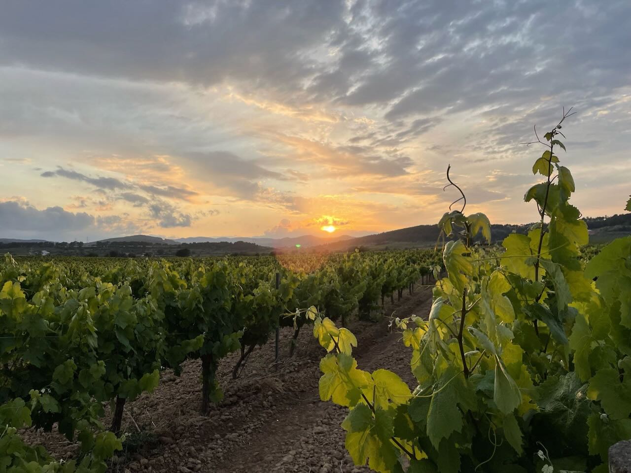 Can lleó de vilanoveta vinyes