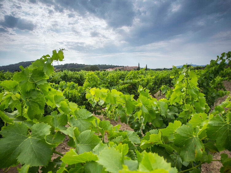 PUJOL CARGOL MASSARAC