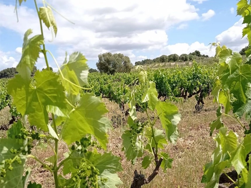 cal-xurriu penedès